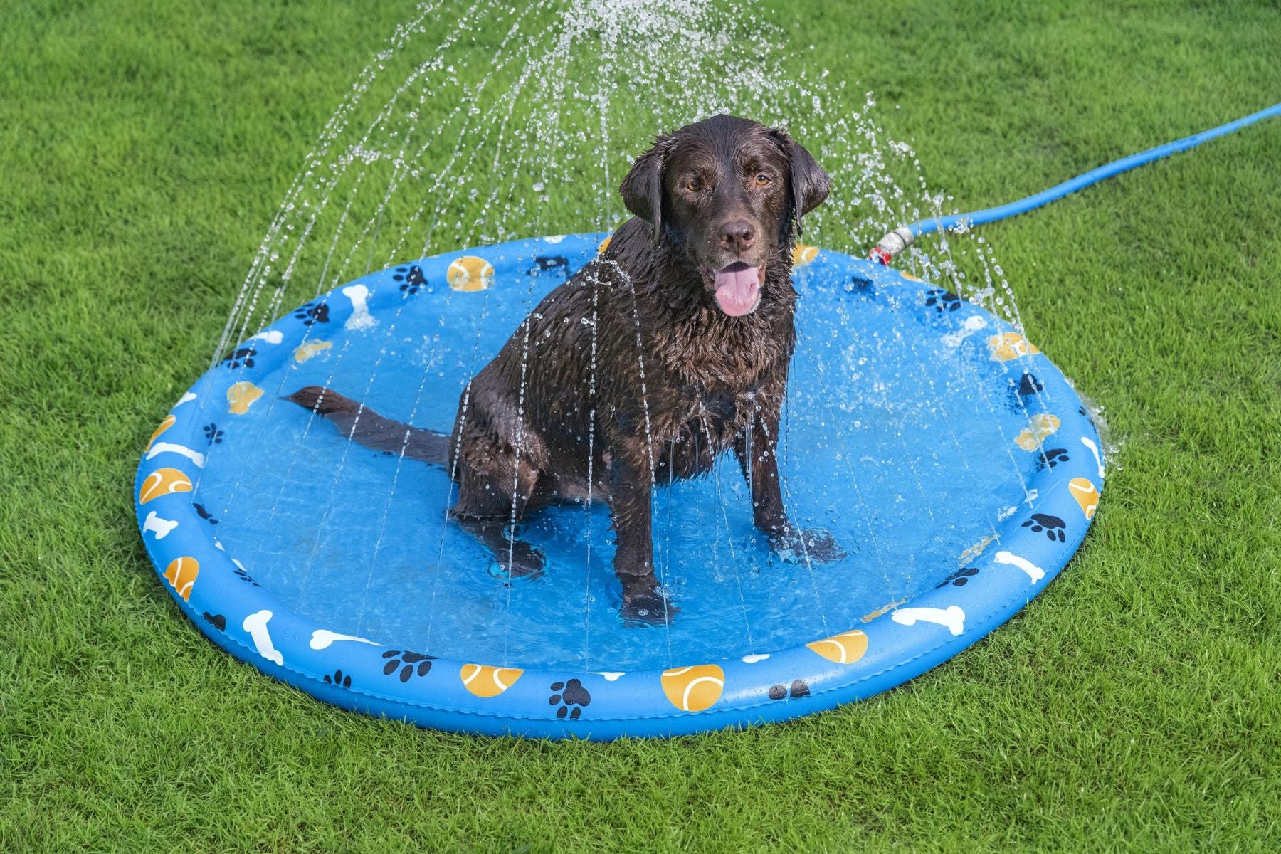 Fetchin' Fun Dog Sprinkler Splash Pad