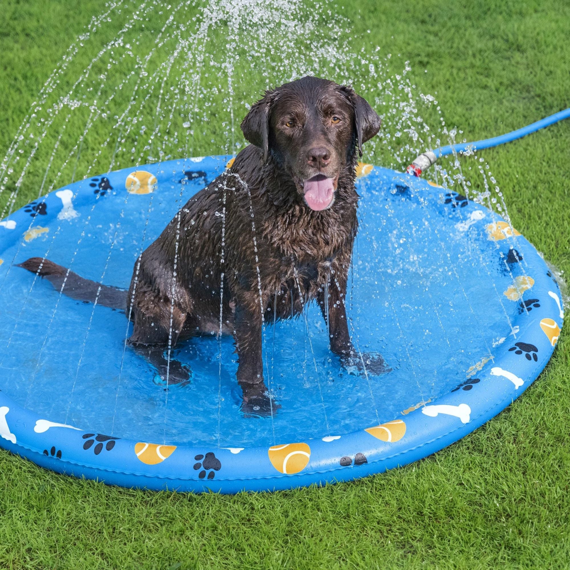 Fetchin' Fun Dog Sprinkler Splash Pad